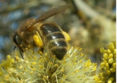 abeille sur saule